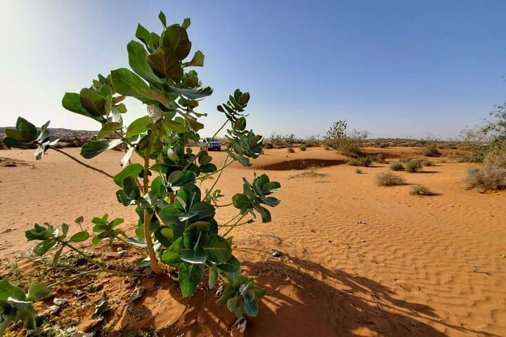Agadir to Rsmouka: Full-Day Desert Trip with Local Tajine Lunch photo 3