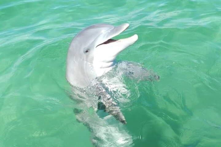 Destin Private Boat Charters: Dolphin Watching, Snorkeling & Crab Island