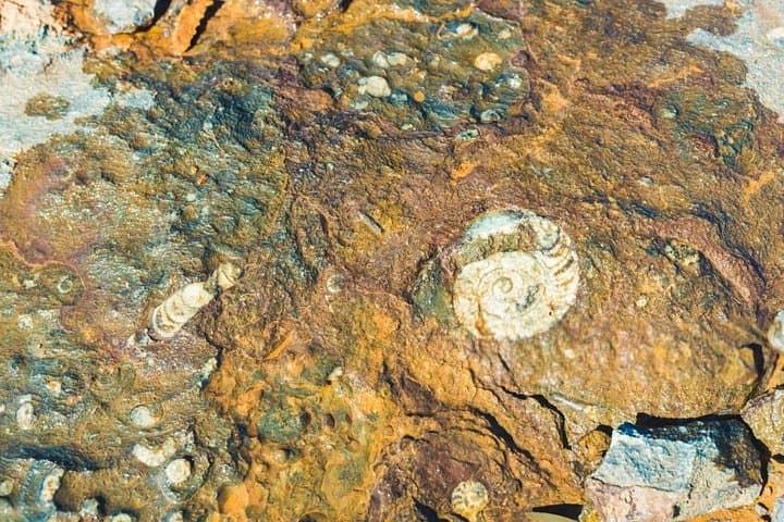 Sahara Desert Fossil Hunting in Merzouga — Full-Day Paleontology Experience photo 3