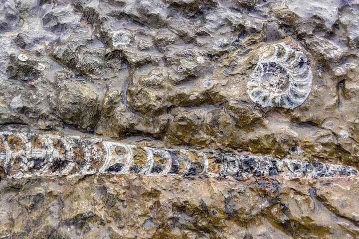 Sahara Desert Fossil Hunting in Merzouga — Full-Day Paleontology Experience photo 4