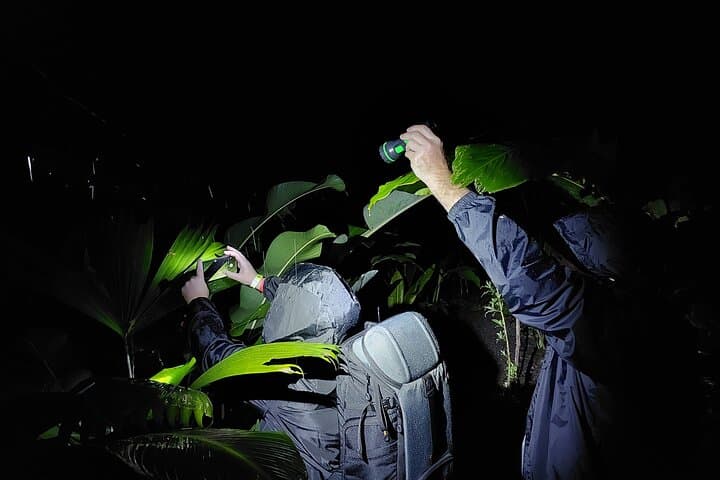 Night Walk at Cerro Chato: Rainforest Nocturnal Frog and Snake Quest photo 3