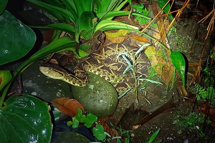 Night Walk at Cerro Chato: Rainforest Nocturnal Frog and Snake Quest photo 5