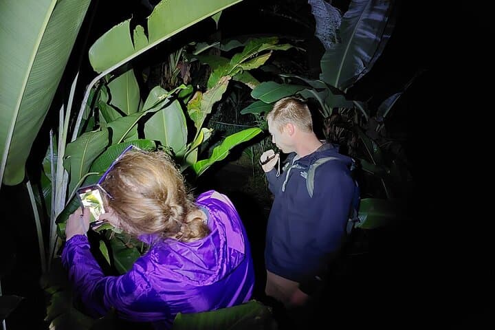 Night Walk at Cerro Chato: Rainforest Nocturnal Frog and Snake Quest