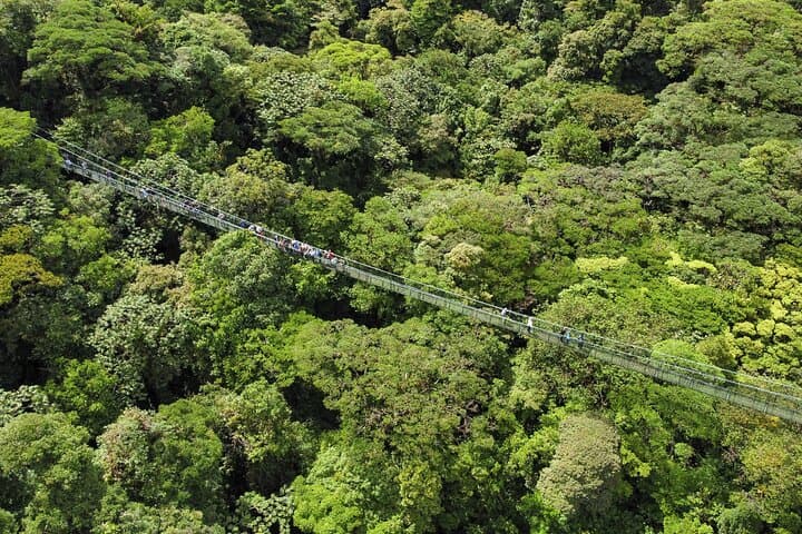 Private Monteverde Cloud Forest Tour: Hanging Bridges, Zipline & Wildlife photo 2