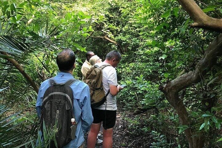 Jozani Mangrove Forest and Zanzibar Spice Farm Walking Adventure photo 3