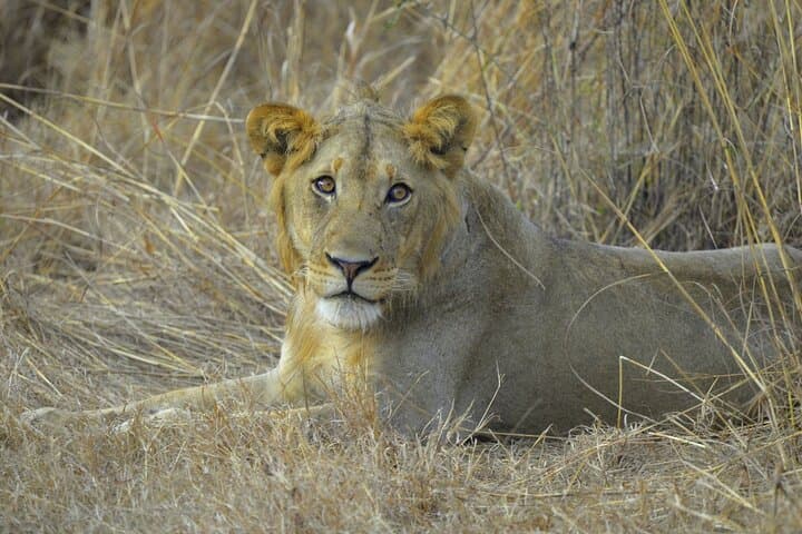 3-Day Mikumi Safari: Game Drives, Baobabs & Park Lodges