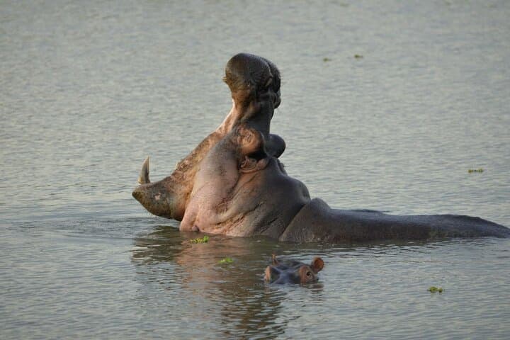3-Day Mikumi Safari: Game Drives, Baobabs & Park Lodges photo 2