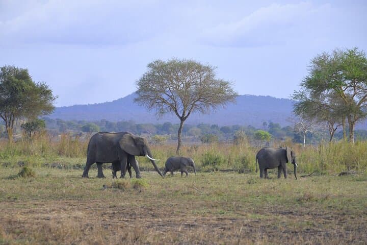 3-Day Mikumi Safari: Game Drives, Baobabs & Park Lodges photo 3