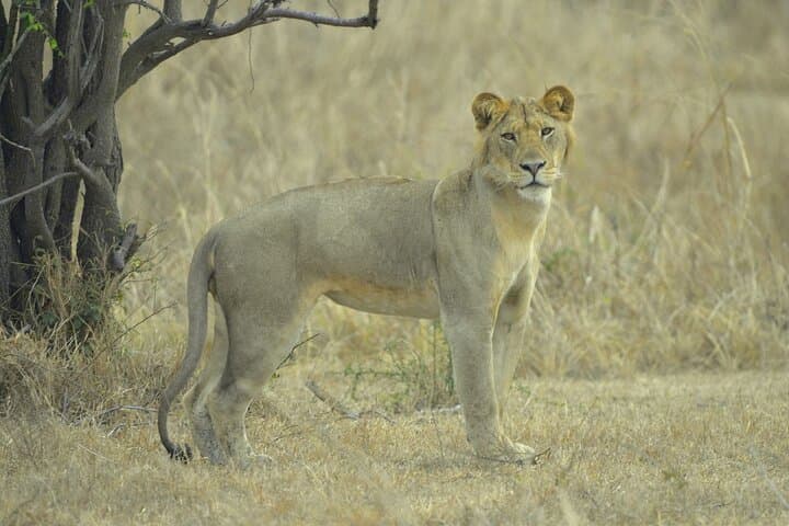 3-Day Mikumi Safari: Game Drives, Baobabs & Park Lodges photo 4