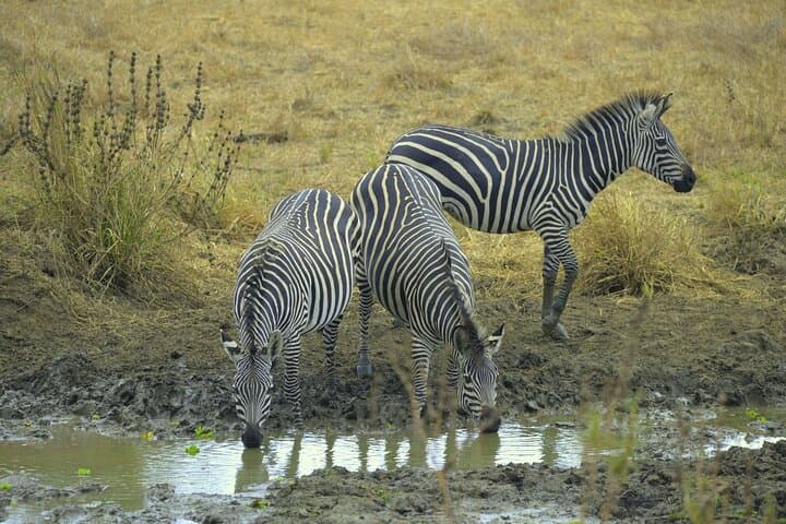 3-Day Mikumi Safari: Game Drives, Baobabs & Park Lodges photo 5