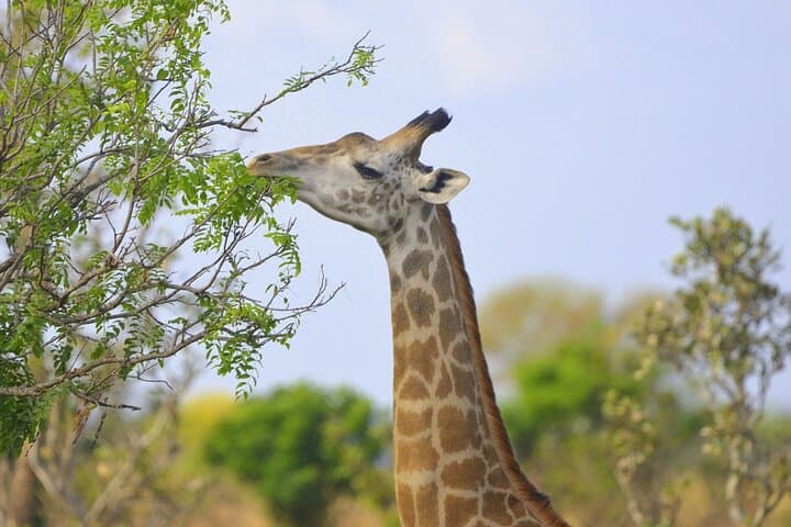 3-Day Mikumi Safari: Game Drives, Baobabs & Park Lodges photo 6