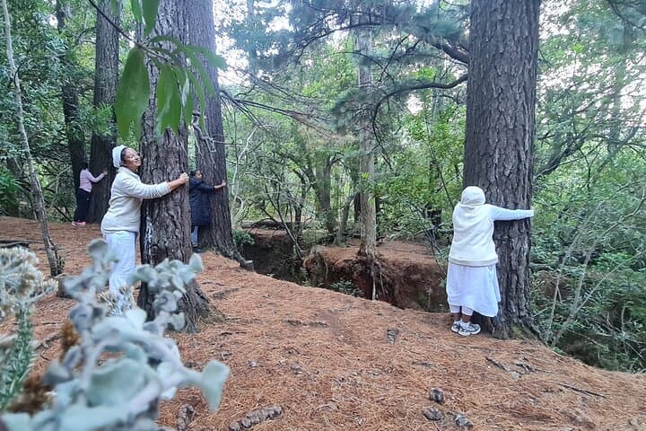 Newlands Forest to Kirstenbosch: Shaded Canopy Hike in Cape Town photo 3