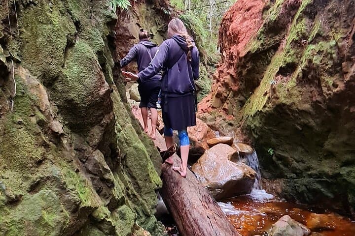 Newlands Forest to Kirstenbosch: Shaded Canopy Hike in Cape Town photo 1