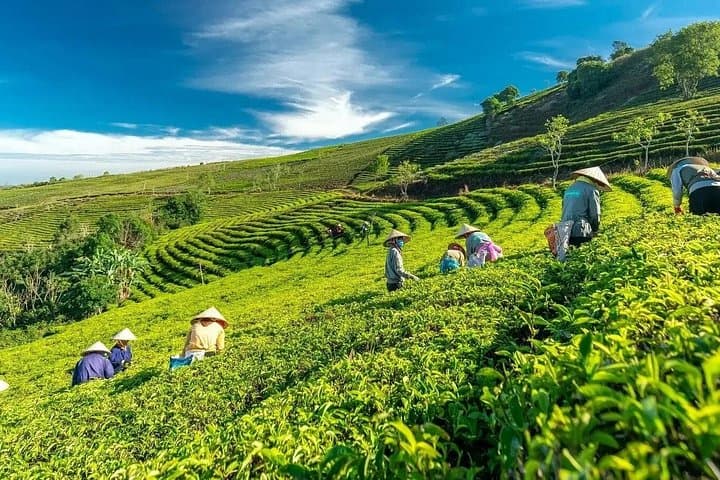 Da Lat Sunrise Tour: Cloud Hunting at Cau Dat Tea Hill & Morning Glow photo 5