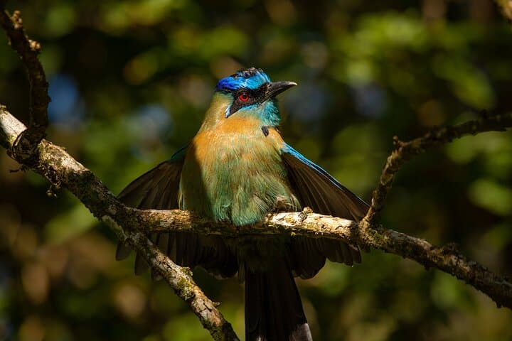 Monteverde Cloud Forest Hike: Guided Walk for Birding & Quetzal Viewing photo 2