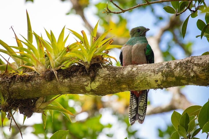 Monteverde Cloud Forest Hike: Guided Walk for Birding & Quetzal Viewing photo 6