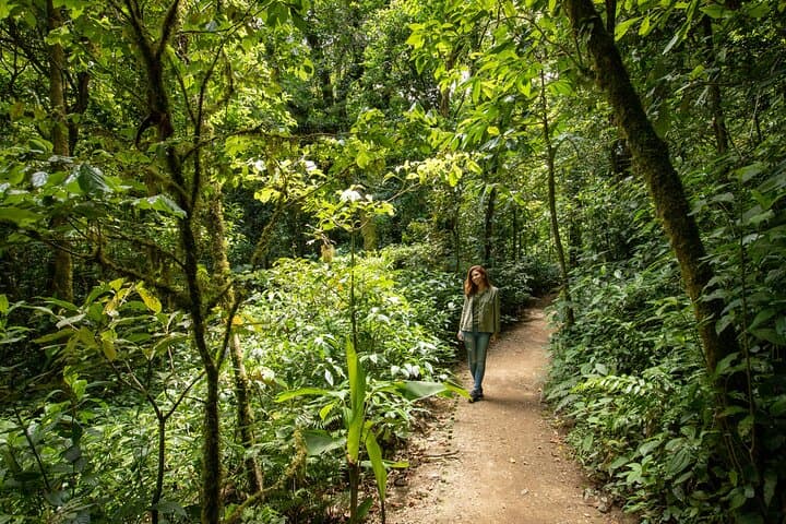 Monteverde Cloud Forest Hike: Guided Walk for Birding & Quetzal Viewing photo 5