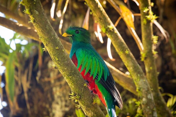 Monteverde Cloud Forest Hike: Guided Walk for Birding & Quetzal Viewing