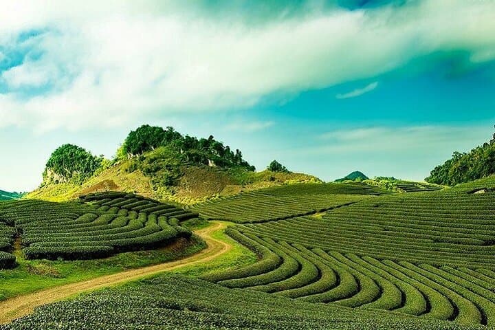 Cloud Hunting at Dawn in Da Lat: Cau Dat Sunrise, Tea Hills & Strawberry Farms photo 3