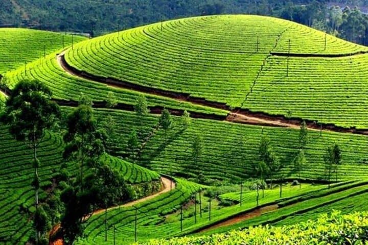Cloud Hunting at Dawn in Da Lat: Cau Dat Sunrise, Tea Hills & Strawberry Farms photo 4