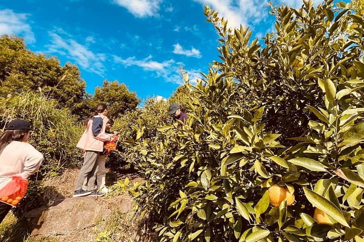 Sakurajima Bike Ride — Volcano Farms, Radishes & Mandarin Picking photo 3