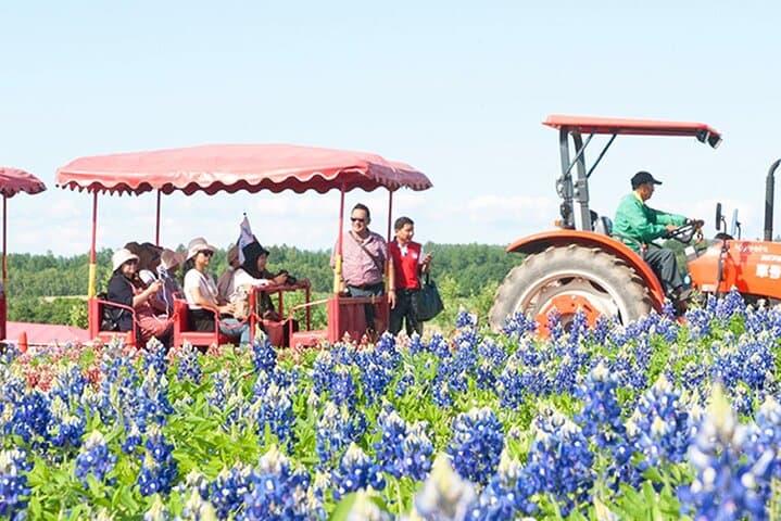 Hokkaido Blue Pond & Furano Flower Fields Day Trip from Sapporo photo 2
