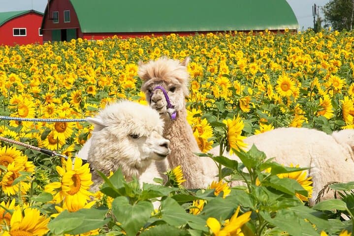 Hokkaido Blue Pond & Furano Flower Fields Day Trip from Sapporo photo 3