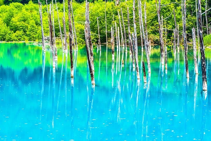 Hokkaido Blue Pond & Furano Flower Fields Day Trip from Sapporo photo 6
