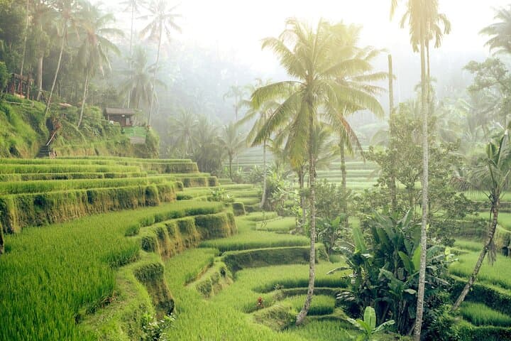 Ubud Day Tour: Monkey Forest, Tegalalang Rice Terraces & Sacred Temples photo 2