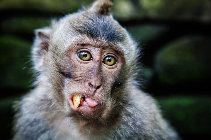 Ubud Day Tour: Monkey Forest, Tegalalang Rice Terraces & Sacred Temples photo 4