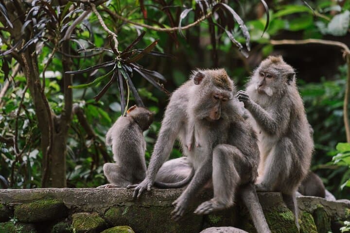 Ubud Day Tour: Monkey Forest, Tegalalang Rice Terraces & Sacred Temples photo 6