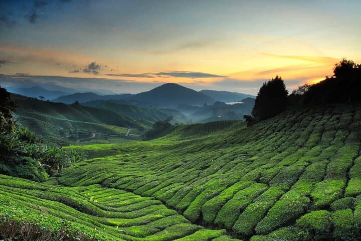 Cameron Highlands Private Sightseeing Tour — Tea Plantations, Farms & Markets photo 2
