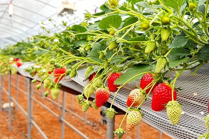 strawberry-picking-and-samurai-streets-tamba-sasayama-day-tour