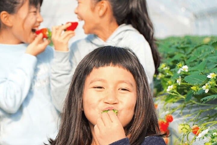 strawberry-picking-and-samurai-streets-tamba-sasayama-day-tour photo 2