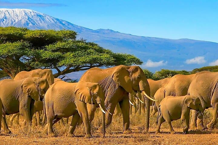 3-Day Luxury Safari in Amboseli: 4x4 Jeep Game Drives Under Kilimanjaro photo 2