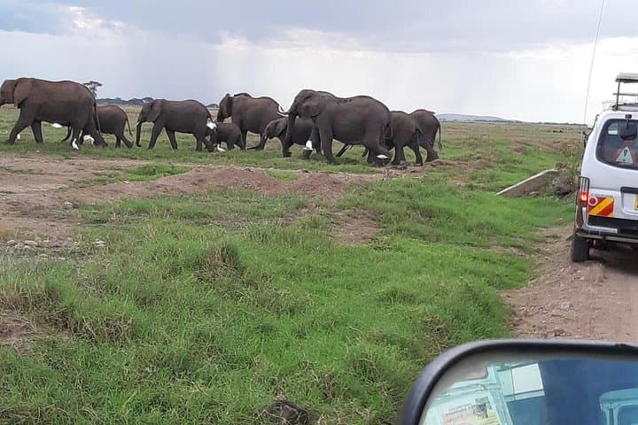 Amboseli National Park Private Day Safari — Kilimanjaro Views & Big Game photo 4