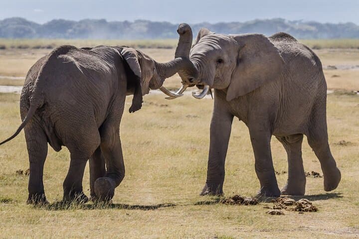 3-Day Luxury Safari in Amboseli: 4x4 Jeep Game Drives Under Kilimanjaro photo 5
