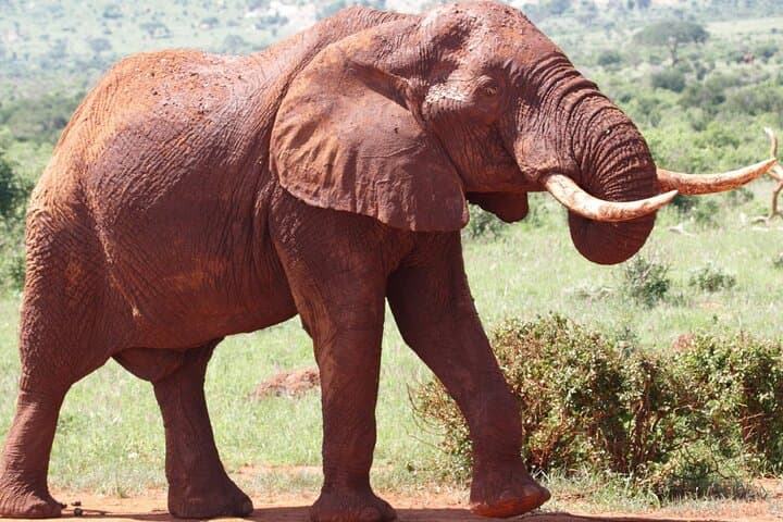 7-Day Kenya Safari: Masai Mara, Amboseli & Lake Nakuru Wildlife Adventure photo 3