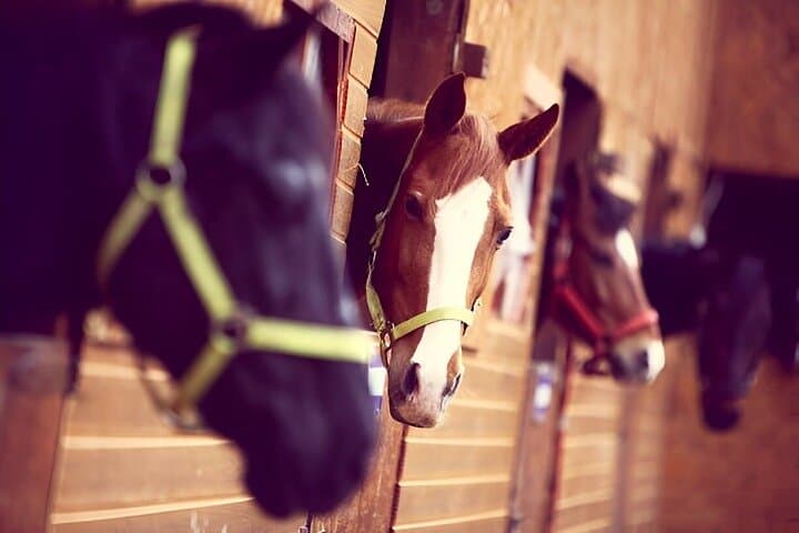 Antalya Horse Riding on Lara Beach — Sunrise, Sunset & Daytime Tours photo 6