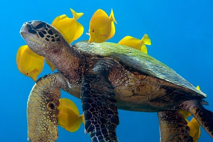 Kona 2-Tank Daytime Scuba Dive Trip — Reefs, Turtles and Whales photo 3