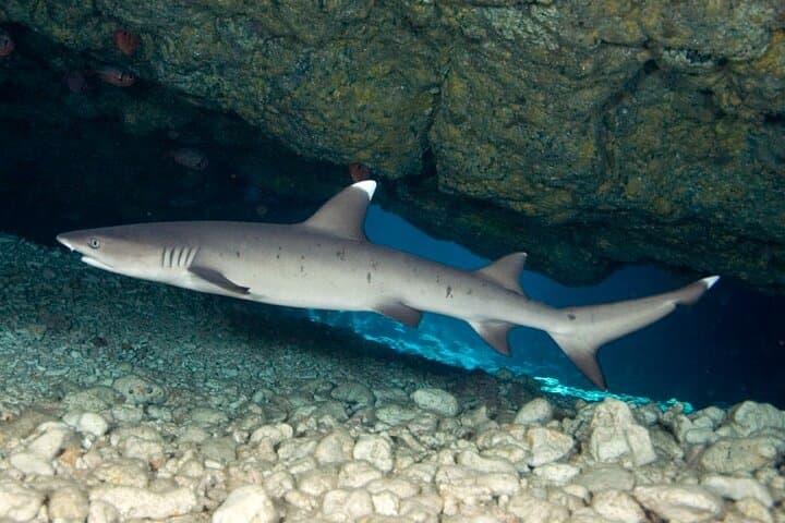Kona 2-Tank Daytime Scuba Dive Trip — Reefs, Turtles and Whales photo 4