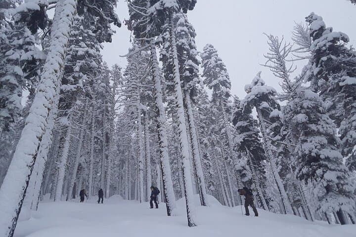 Lake Tahoe Sunset Snowshoe Trek: Winter Trails and Alpine Views photo 6