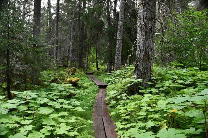 Laughton Glacier Hike & White Pass Rail: Glacier Trek from Skagway photo 5