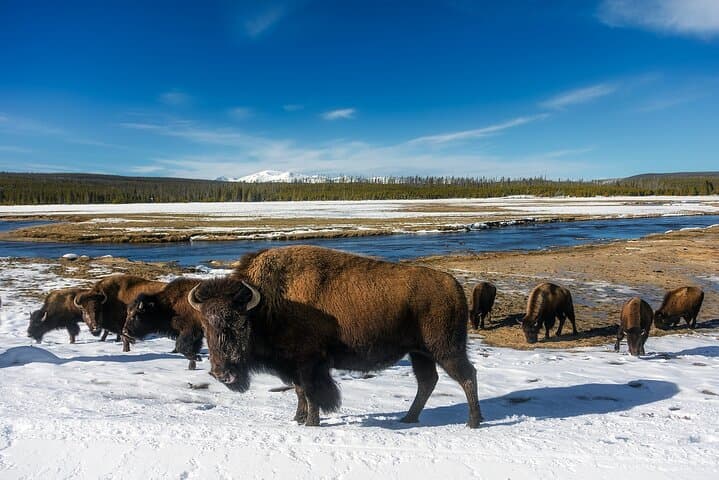 Exploring Yellowstone’s Lamar Valley: Wildlife Encounters and Scenic Picnic Adventures photo 4