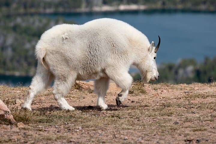 Exploring Yellowstone’s Lamar Valley: Wildlife Encounters and Scenic Picnic Adventures photo 6