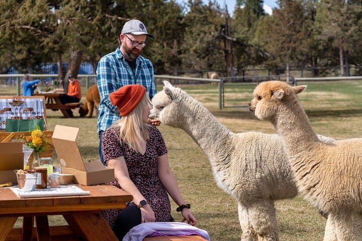 Alpaca Picnic Experience in Bend: Hands-On Farm Lunch with Flying Dutchman Alpacas photo 5