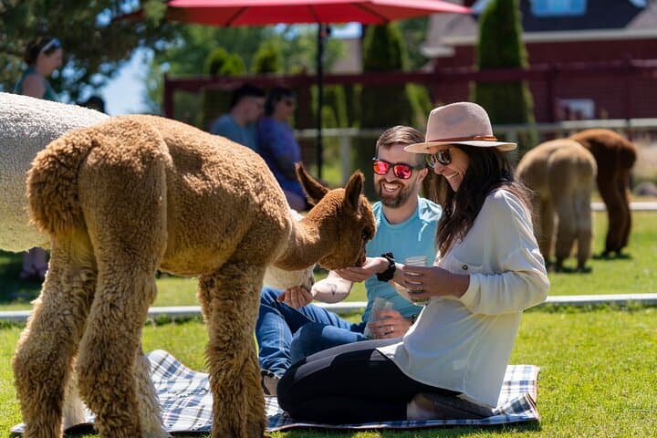 Alpaca Picnic Experience in Bend: Hands-On Farm Lunch with Flying Dutchman Alpacas photo 4