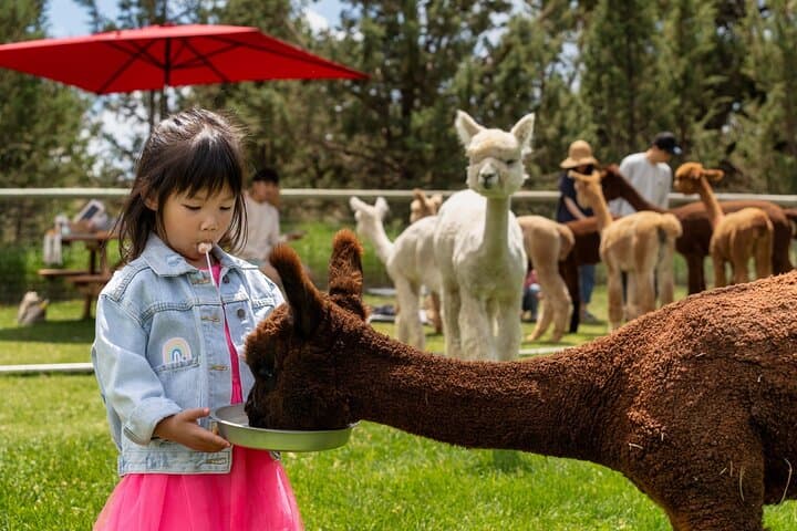 Alpaca Picnic Experience in Bend: Hands-On Farm Lunch with Flying Dutchman Alpacas photo 6