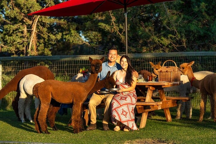 Alpaca Picnic Experience in Bend: Hands-On Farm Lunch with Flying Dutchman Alpacas photo 2