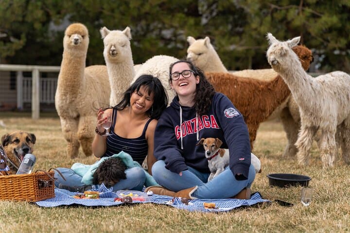 Alpaca Picnic Experience in Bend: Hands-On Farm Lunch with Flying Dutchman Alpacas